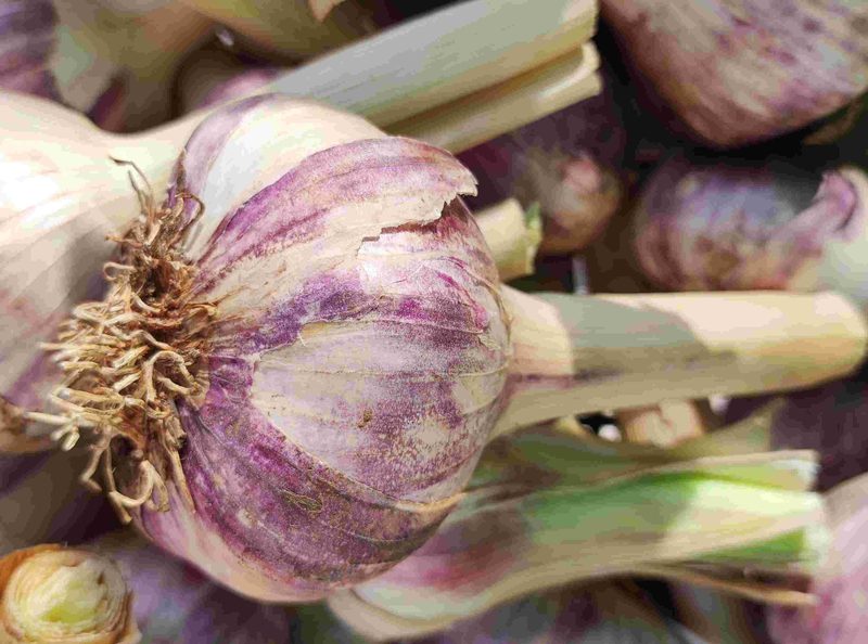 Ail violet