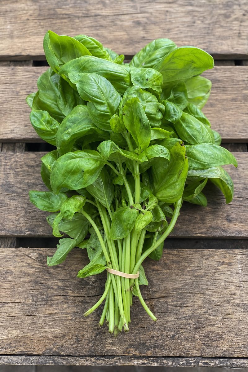 Botte de basilic