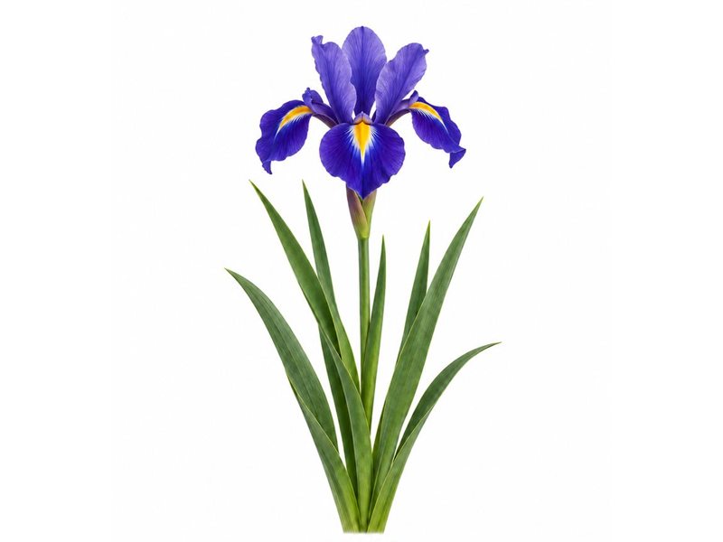 Bulbes d'Iris Blue Magic Hollandica