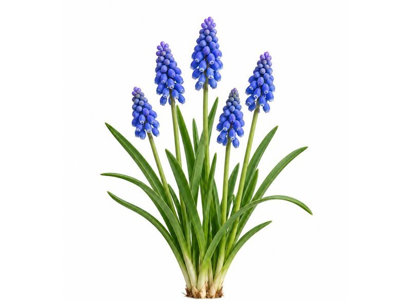 Bulbes de Muscari armeniacum