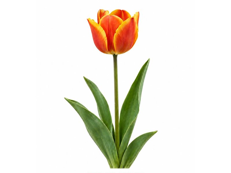Bulbes de Tulipe Ad Rem