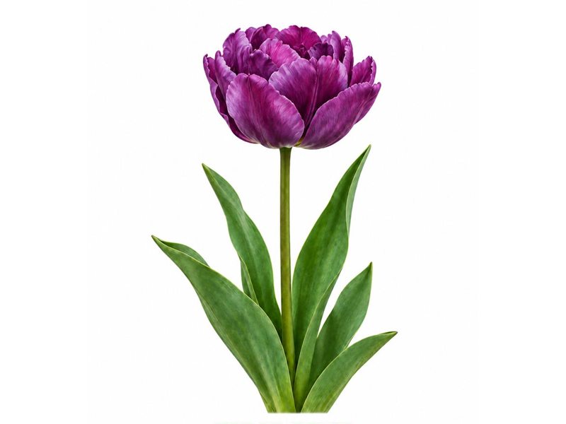 Bulbes de Tulipe Blue Spectacle