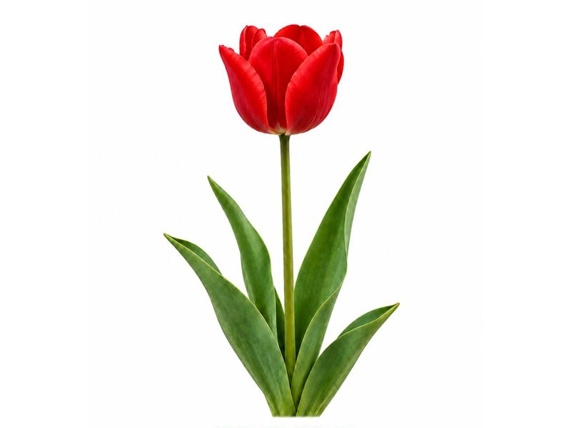Bulbes de Tulipe Oxford