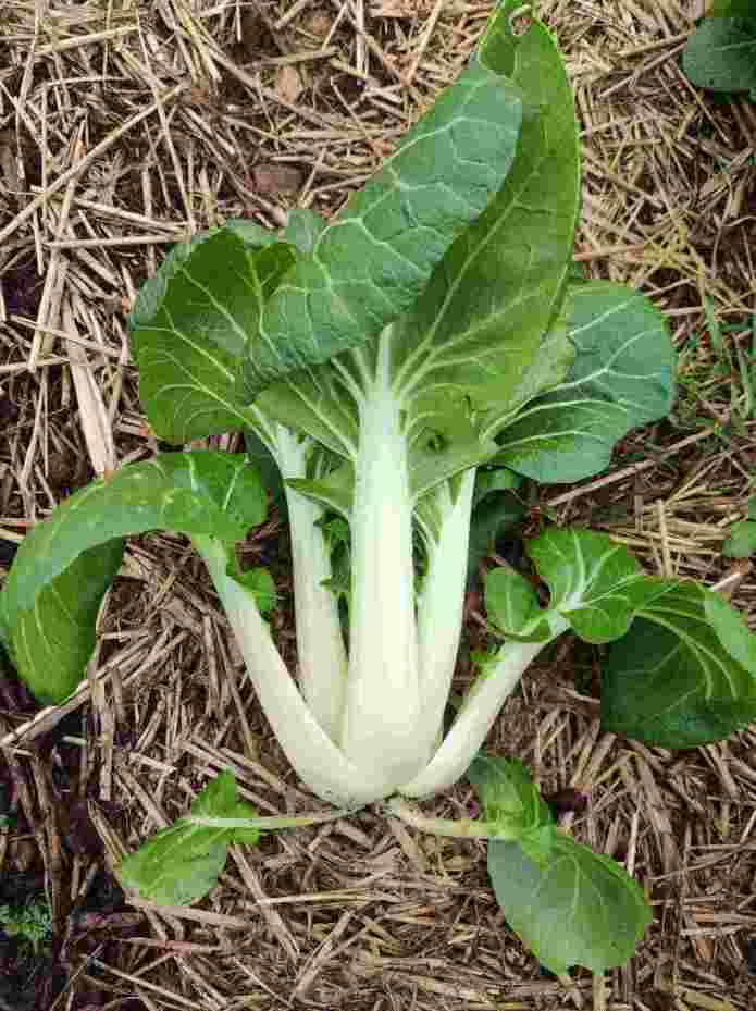 Chou Pak Choi