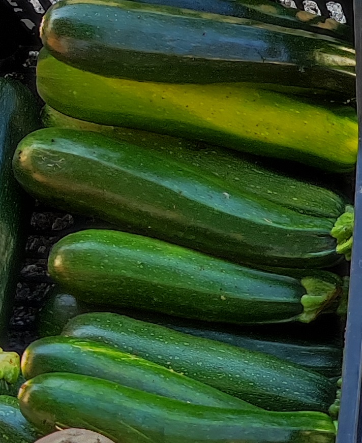 Courgette verte