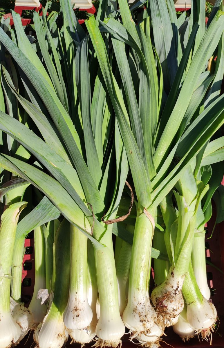 Poireau