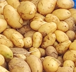Pomme de terre nouvelle