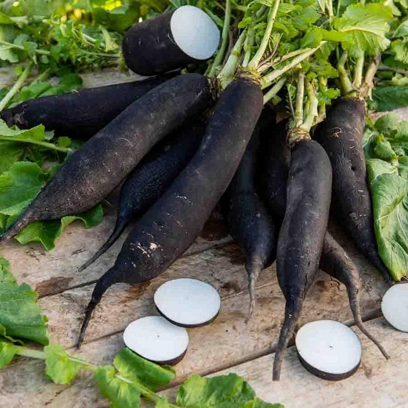 Radis noir