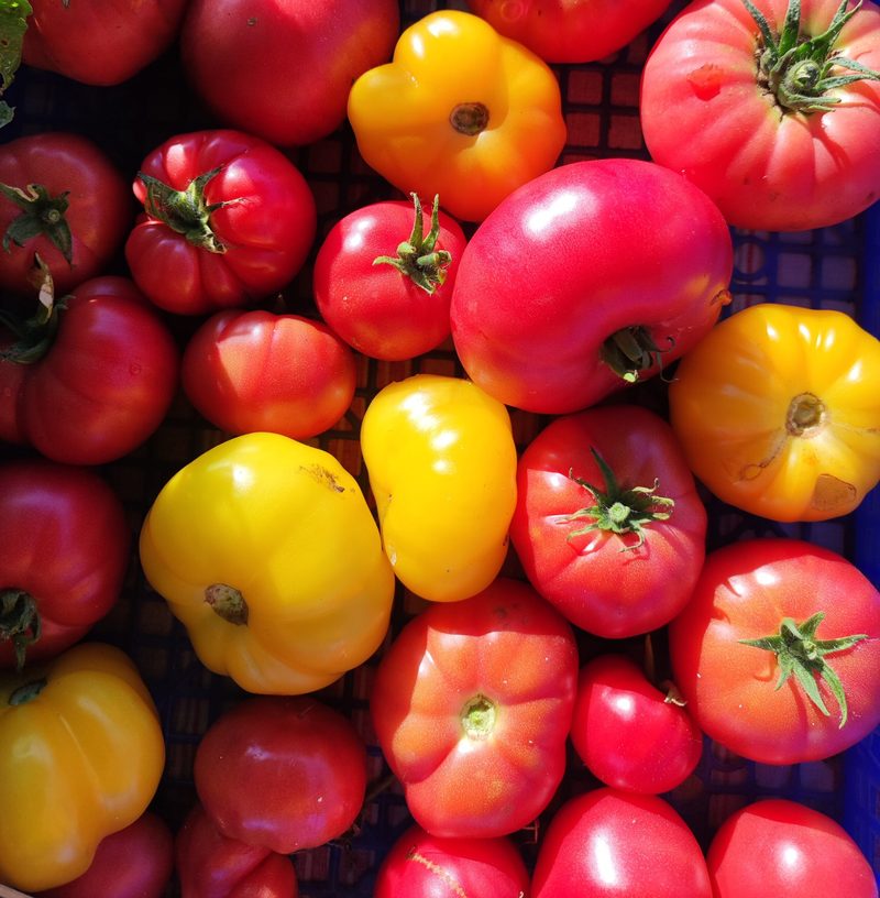 Tomate